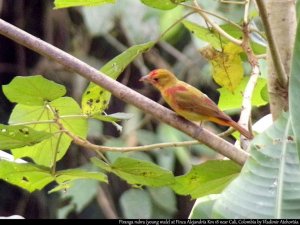 Summer tanager (1/2)