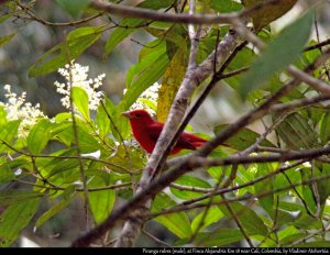 Summer tanager (2/2)