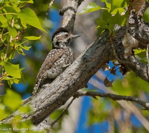 Striped Woodpecker  Female