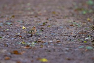 Chaffinch