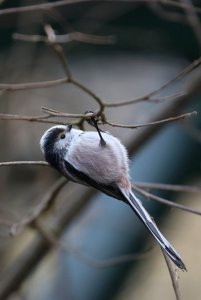 Long Tailed Tit