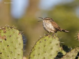 Boucard's Wren