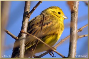 Yellowhammer