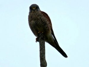 Kestrel