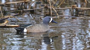 Blue-winged Teal (male)