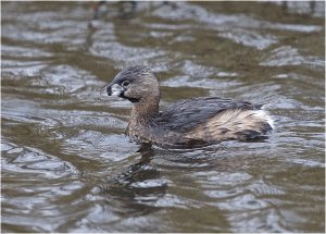 Pied-billed Grebe