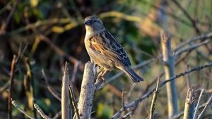 House Sparrow (Passer domesticus)