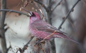 Carpodacus rubicilla