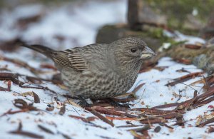 Carpodacus rubicilla