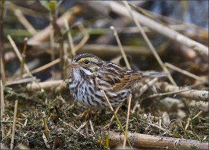 Savannah Sparrow