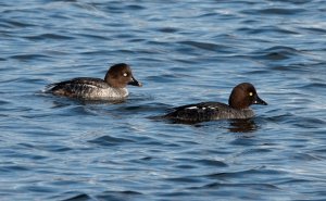 Common Goldeneye