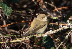 Common Chiffchaff