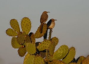 Curve-billed Thrashers