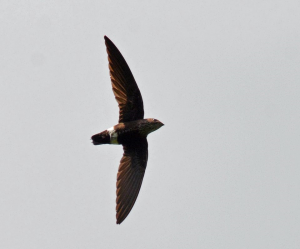 Mottled Spinetail