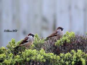 House Sparrows