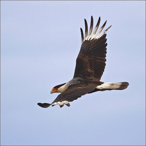 Crested Caracara