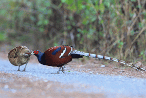 Hume's Pheasant