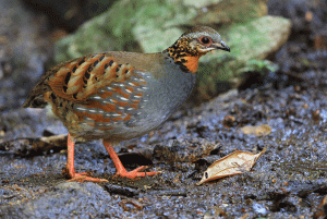 Rufous-throated Partridge