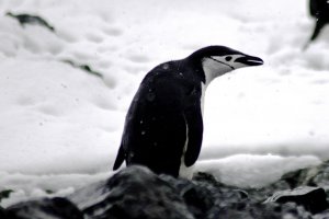 Chinstrap Penguin 1