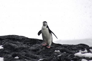 Chinstrap Penguin 2