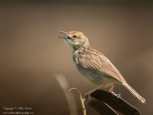 Boran Cisticola