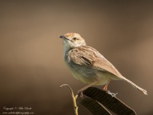 Boran Cisticola