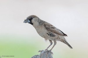 Etosha Namibia