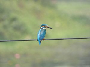 Common Kingfisher