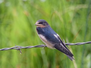 Juvenile Barn Swallow