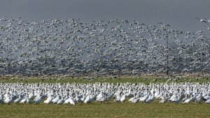 Snow Geese near Mount Vernon, Washington