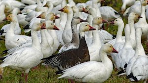 "Blue goose" near Mt Vernon, Washington