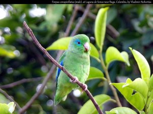 Spectacled parrotlet (1/5)