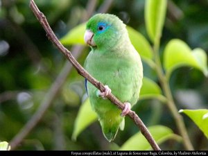 Spectacled parrotlet (2/5)