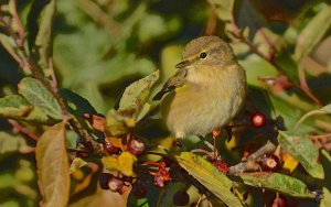 Chiffchaff