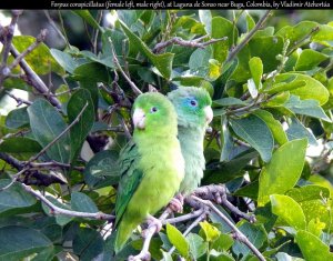 Spectacled parrotlet (3/5)