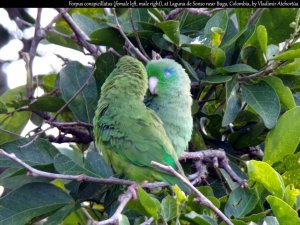 Spectacled parrotlet (4/5)