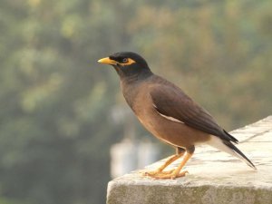 Common Myna