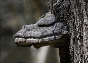 Wood Dragon