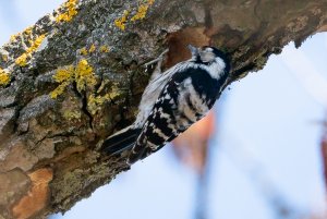 Not the middle spotted woodpecker that we thought ...