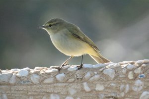 Common Chiffchaff