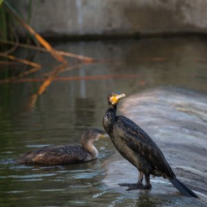 Great Cormorant