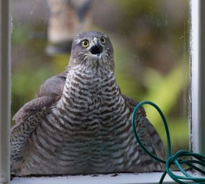 Sparrowhawk