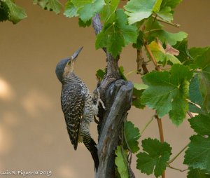 Chilean Flicker