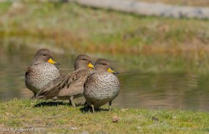 Speckled Teal