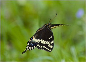 Palamedes Swallowtail