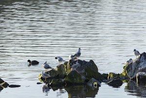 Few Gulls