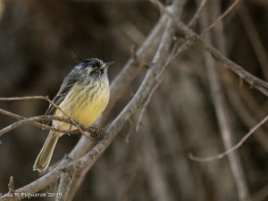 Tufted Tit-tyrant