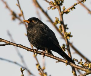 Blackbird