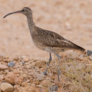 Whimbrel