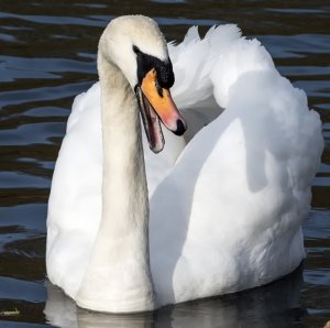 Swan